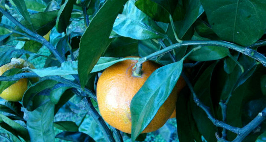 右田柑橘